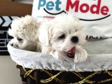 Petmode Köpek Çiftliğinden Tea Cup Kore Kan Maltese
