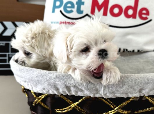 Petmode Köpek Çiftliğinden Tea Cup Kore Kan Maltese görsel