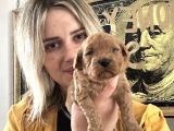 Toy Poodle Yavruları