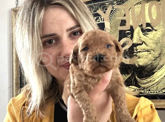 Toy Poodle Yavruları görsel