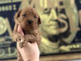Toy Poodle Yavruları