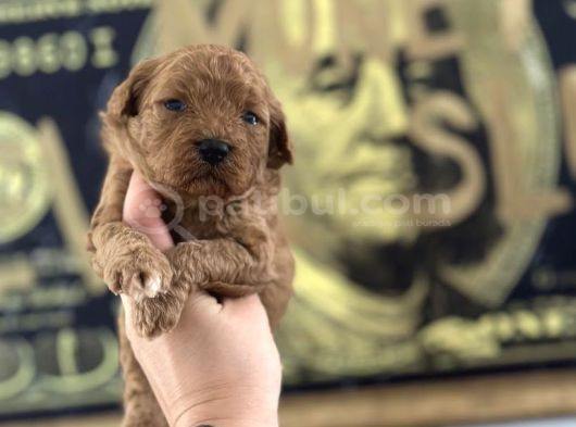 Toy Poodle Yavruları görsel