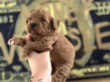 Toy Poodle Yavruları