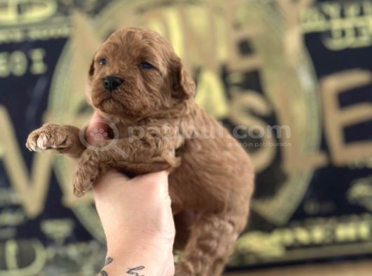 Toy Poodle Yavruları görsel