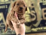 Toy Poodle Yavruları