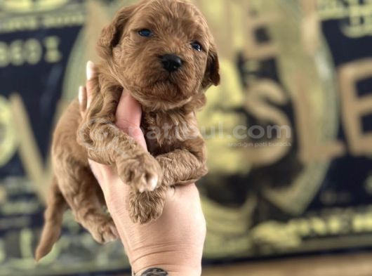 Toy Poodle Yavruları görsel