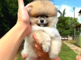 Orjinal Pomeranian Boo Yavrumuz
