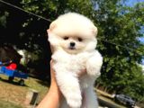 Orjinal Pomeranian Boo