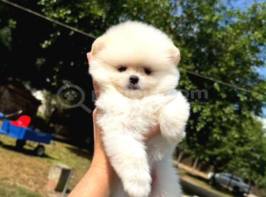 Orjinal Pomeranian Boo