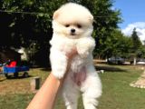 Orjinal Pomeranian Boo