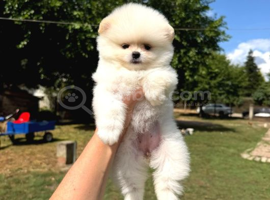 Orjinal Pomeranian Boo görsel