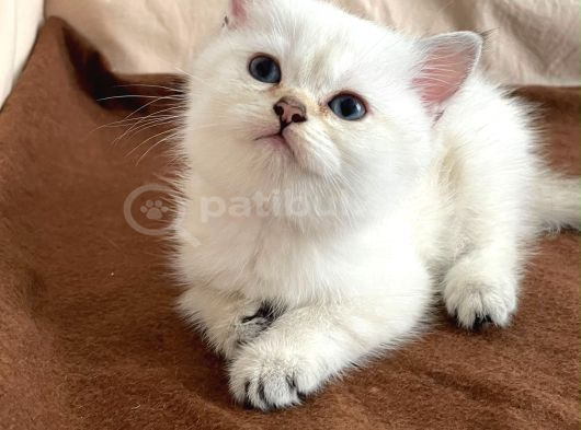 Dişi British Short Hair görsel