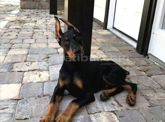 Eğitim Ve Bakım Destekli A Kalite görsel