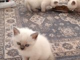 British Shorthair Blue Point Yavrular