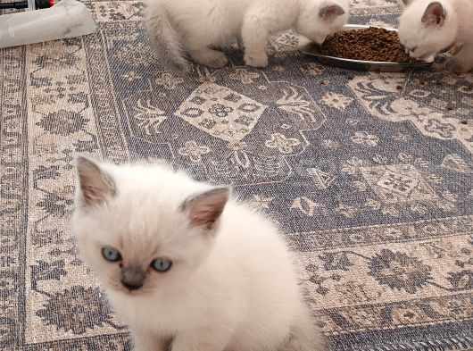 British Shorthair Blue Point Yavrular görsel