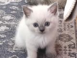British Shorthair Blue Point Yavrular