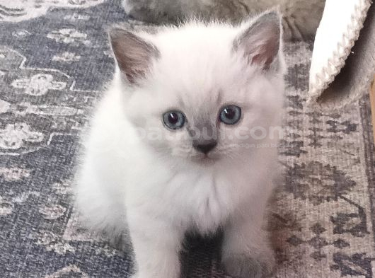British Shorthair Blue Point Yavrular görsel