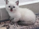 British shorthair blue point yavrular