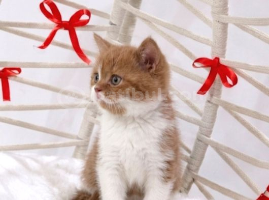 Eşsiz güzellikte cinnamon bicolor bebişler