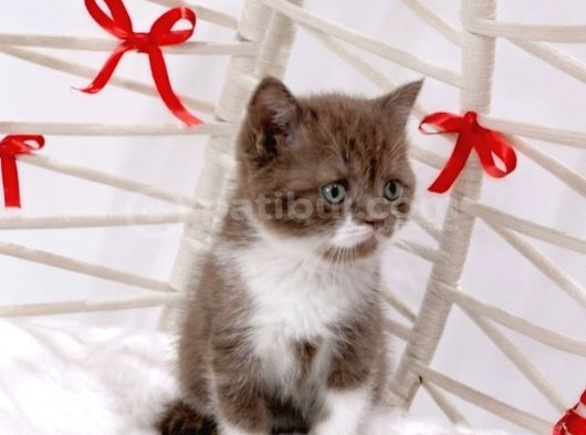 Eşsiz Güzellikte Cinnamon Bicolor Bebişler görsel