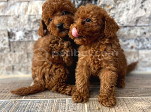 BİBLO GÜZELLİĞİNE SAHİP MUHTEŞEM TOY POODLE YAVRULAR