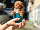 A Kalite Maltipoo Yavrular
