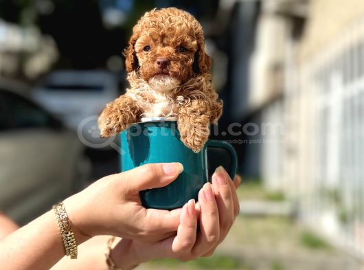 A Kalite Maltipoo Yavrular görsel