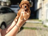 A Kalite Maltipoo Yavrular