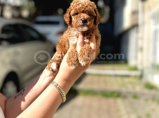 A Kalite Maltipoo Yavrular görsel