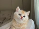 Güzeller Güzeli British Shorthair Yavrularımız