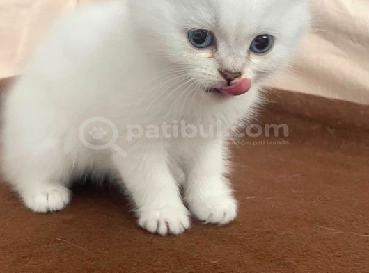 Erkek British Short Hair görsel