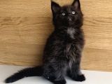 Değerini Bilene Özel Xxl Maine Coon Bebeklerm