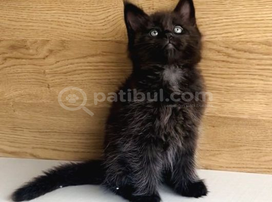 Değerini Bilene Özel Xxl Maine Coon Bebeklerm görsel