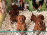 Bi̇blo Güzelli̇ği̇ne Sahi̇p Muhteşem Toy Poodle Yavrular