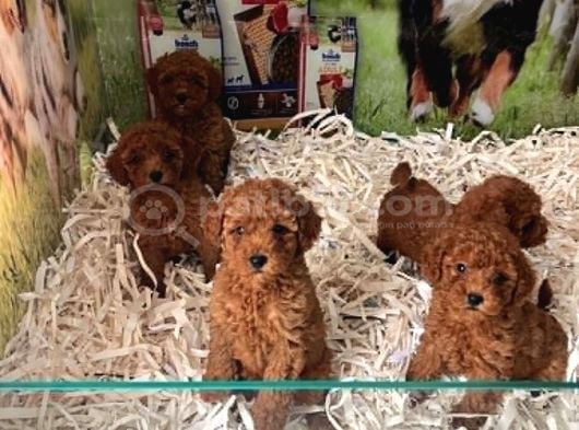 Bi̇blo Güzelli̇ği̇ne Sahi̇p Muhteşem Toy Poodle Yavrular görsel