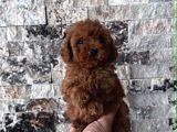 Bi̇blo Güzelli̇ği̇ne Sahi̇p Muhteşem Toy Poodle Yavrular