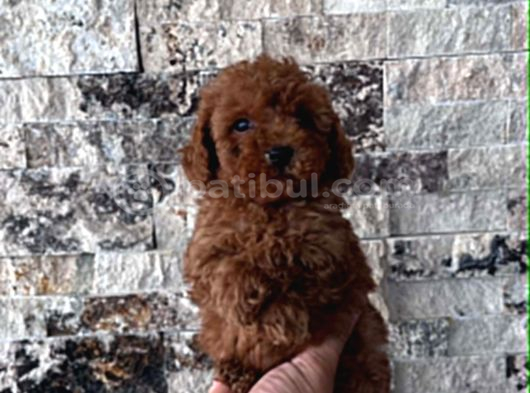 Bi̇blo Güzelli̇ği̇ne Sahi̇p Muhteşem Toy Poodle Yavrular görsel