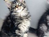 Değerini Bilene Özel Xxl Maine Coon Bebeklerm