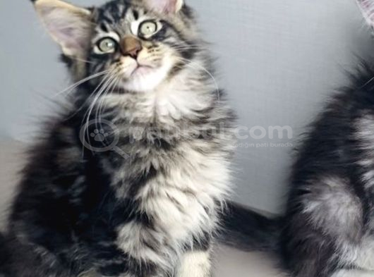 Değerini Bilene Özel Xxl Maine Coon Bebeklerm görsel
