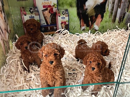 Bi̇blo Güzelli̇ği̇ne Sahi̇p Muhteşem Toy Poodle Yavrular görsel