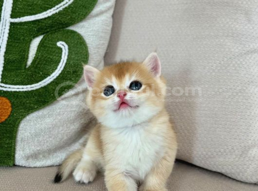 Full Şeçereli kusursuz british shorthair yavrular
