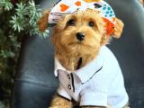 Kipkirmizi Red Toy Poodle Sevi̇mli̇ Yavrular
