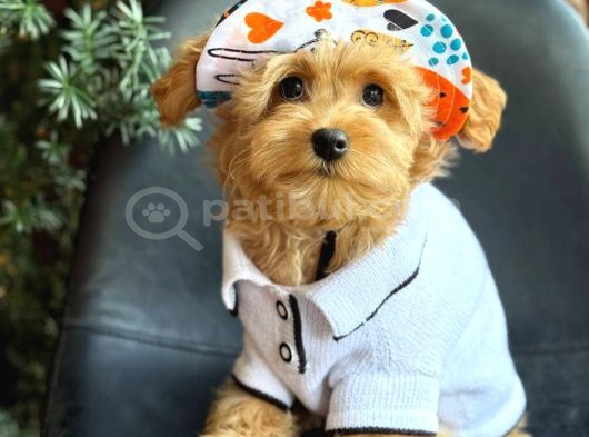 Kipkirmizi Red Toy Poodle Sevi̇mli̇ Yavrular görsel