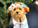 Kipkirmizi Red Toy Poodle Sevi̇mli̇ Yavrular