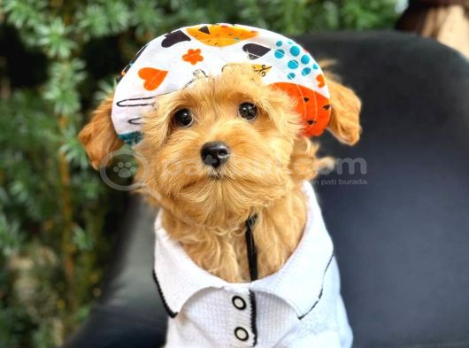 Kipkirmizi Red Toy Poodle Sevi̇mli̇ Yavrular görsel