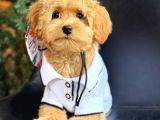 KIPKIRMIZI RED TOY POODLE SEVİMLİ YAVRULAR
