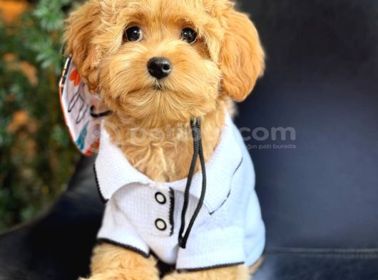 KIPKIRMIZI RED TOY POODLE SEVİMLİ YAVRULAR