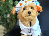 Kipkirmizi Red Toy Poodle Sevi̇mli̇ Yavrular