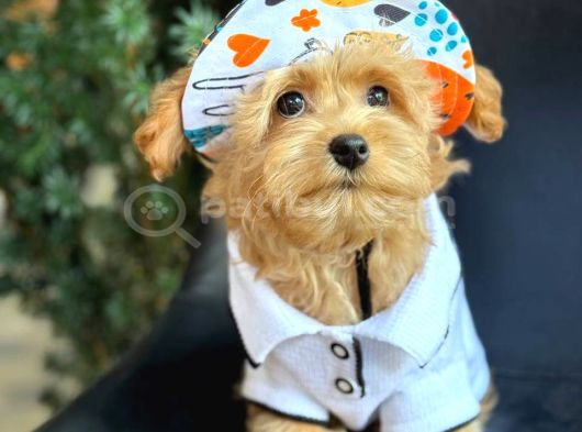 Kipkirmizi Red Toy Poodle Sevi̇mli̇ Yavrular görsel