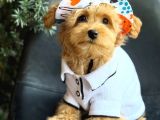 Kipkirmizi Red Toy Poodle Sevi̇mli̇ Yavrular